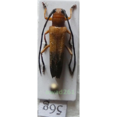 Nupserha ustulata (Erichson, 1834) Philippines56g